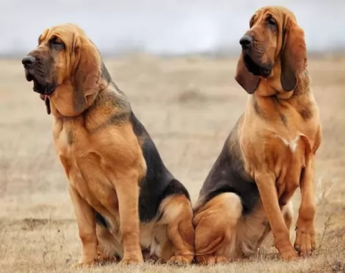 bloodhound dogs - caring