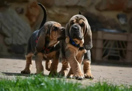 bloodhound puppies - health problems