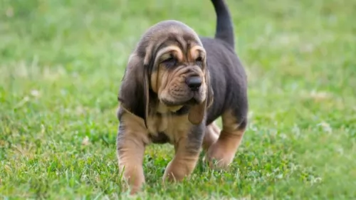 bloodhound puppy - description