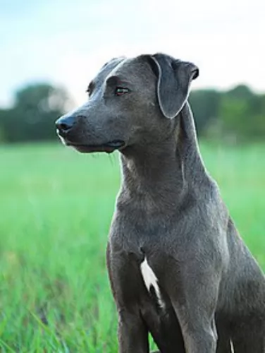 blue lacy - history