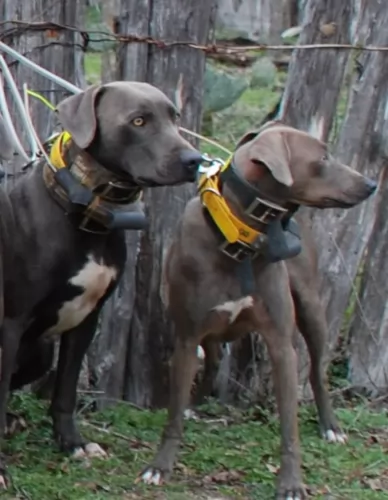 blue lacy dogs - caring