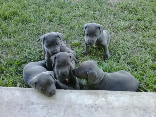 blue lacy puppies - health problems