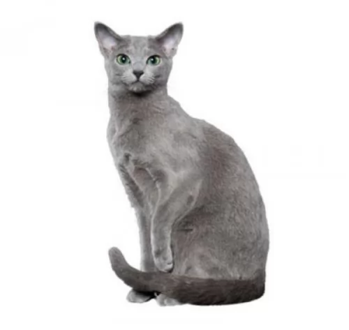 blue russian cat - characteristics
