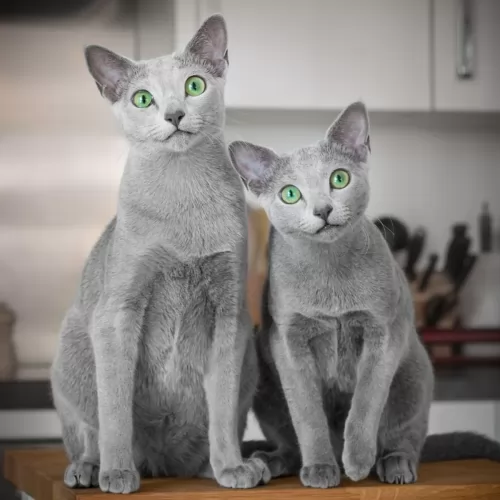 blue russian cats - caring
