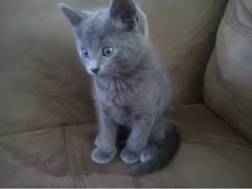 blue russian kitten - description