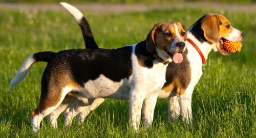 bluetick beagle dogs