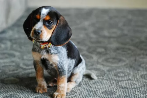bluetick beagle puppy - description