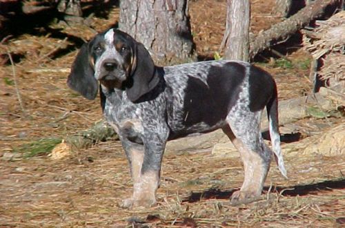 bluetick coonhound puppy