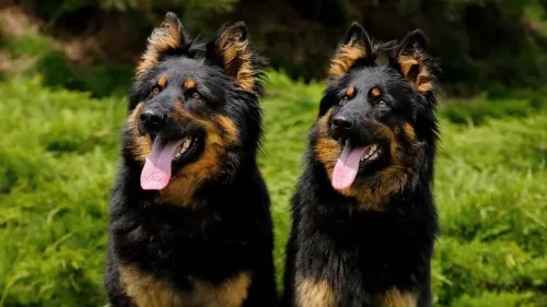 bohemian shepherd dogs - caring