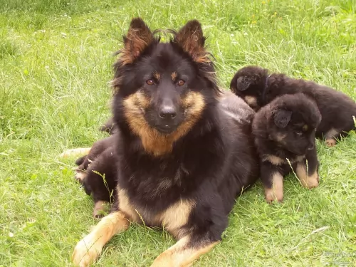 bohemian shepherd puppies - health problems