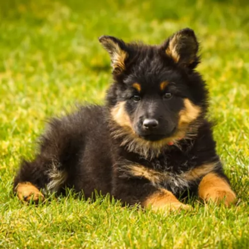 bohemian shepherd puppy - description