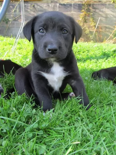 borador puppy - description