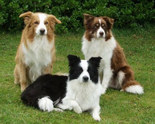 border collie dogs