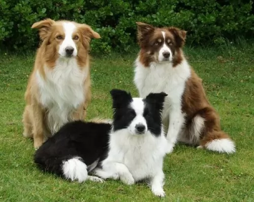 border collie dogs - caring