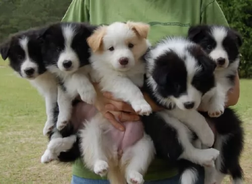 border collie puppies - health problems