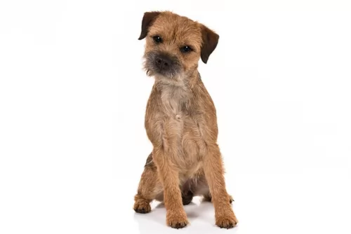 border terrier dog - characteristics