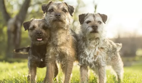 border terrier dogs - caring