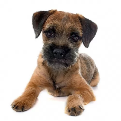 border terrier puppy - description