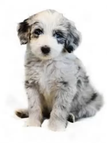 bordoodle puppy - description