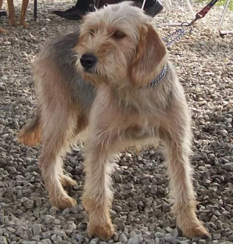 bosnian coarse haired hound - history