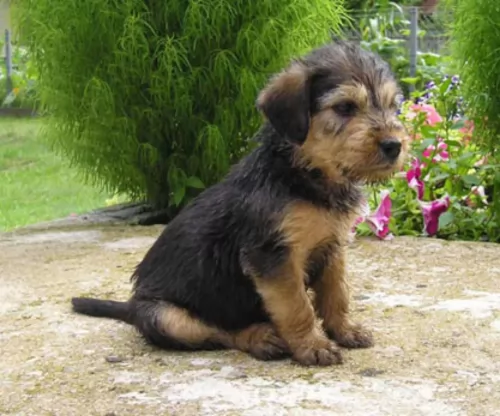 bosnian coarse haired hound puppy - description