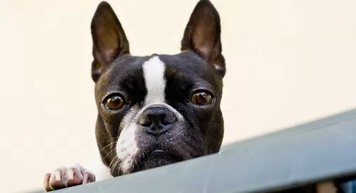 boston terrier dog - characteristics