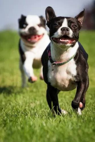 boston terrier dogs - caring