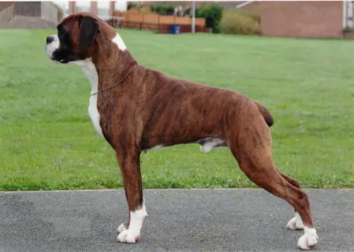 boxer dog - characteristics