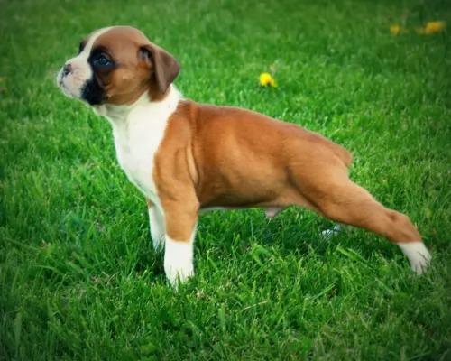 boxer puppy - description