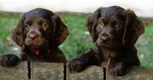 boykin spaniel puppies - health problems