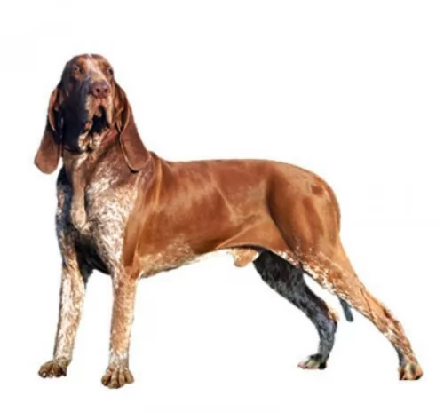 bracco italiano dog - characteristics