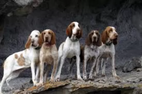 bracco italiano dogs - caring