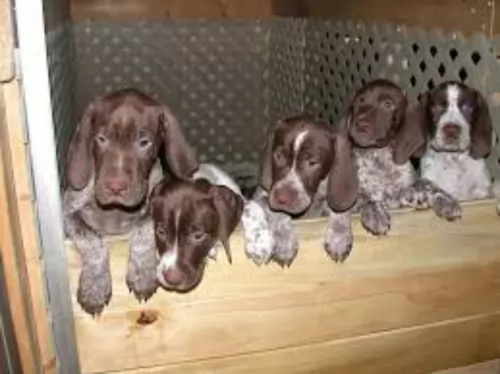 braque francais pyrenean type puppies - health problems
