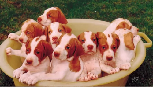 braque saint germain puppies - health problems