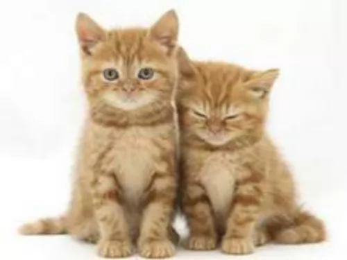 brazilian shorthair kittens - health problems
