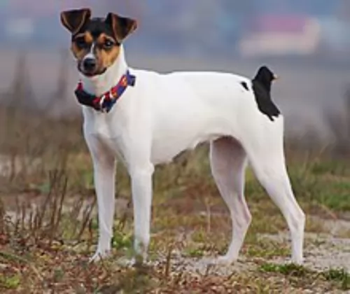 brazilian terrier dog - characteristics