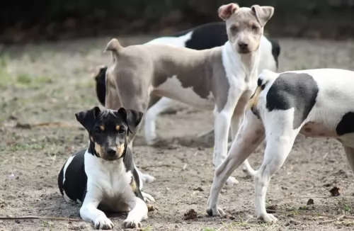 brazilian terrier dogs - caring