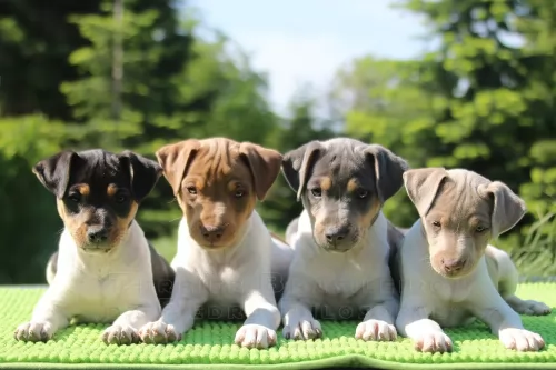 brazilian terrier puppies - health problems
