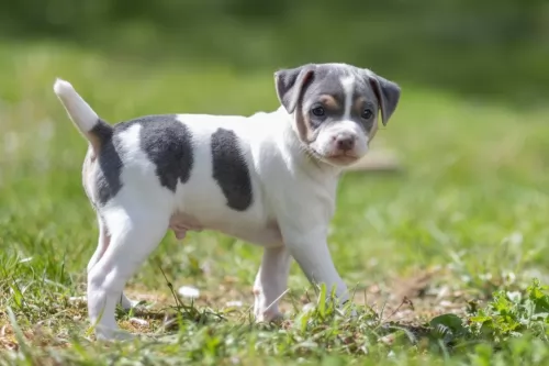 brazilian terrier puppy - description