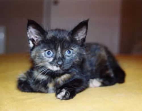 bristol kitten - description