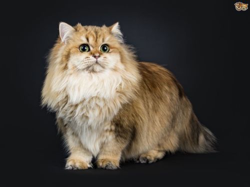 british longhair cat