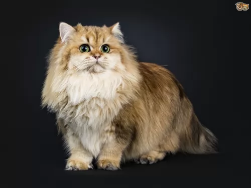 british longhair cat - characteristics