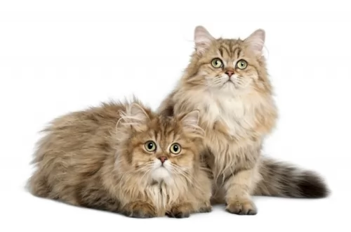 british longhair cats - caring