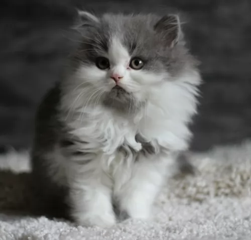 british longhair kitten - description