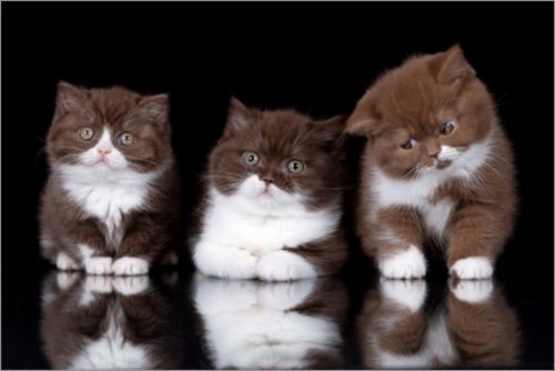 british longhair kittens
