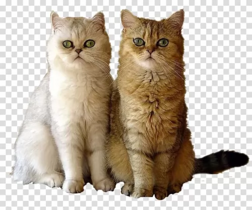 british semi longhair cats - caring