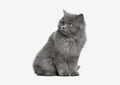 british semi longhair kitten - description
