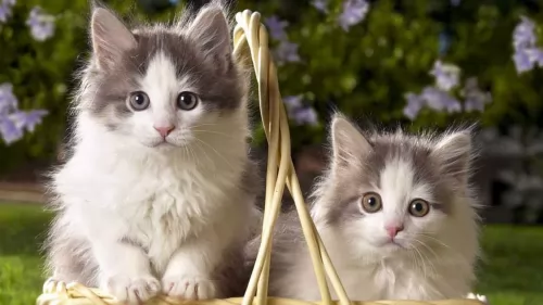 british semi longhair kittens - health problems