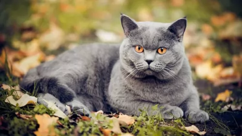 british shorthair cat - characteristics