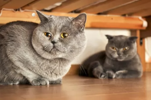 british shorthair cats - caring